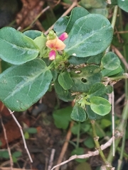 Alysicarpus vaginalis