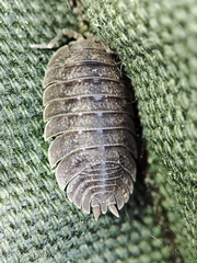 Porcellio