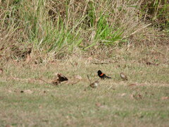 Malurus melanocephalus