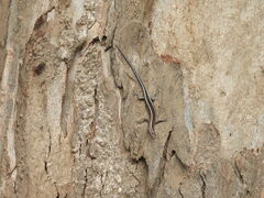 Cryptoblepharus pulcher