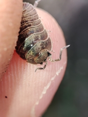 Porcellio