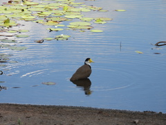 Vanellus miles novaehollandiae