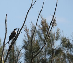 Philemon corniculatus