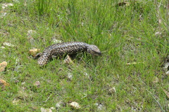 Tiliqua rugosa