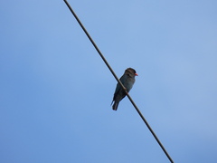 Eurystomus orientalis