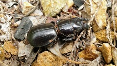 Scaraphites hirtipes