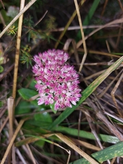 Hylotelephium maximum × spectabile