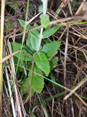 Hylotelephium maximum × spectabile