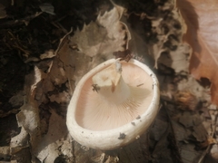 Russula delica
