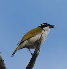 Melithreptus albogularis