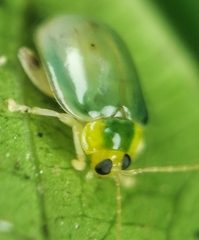 Hemipyxis semiviridis