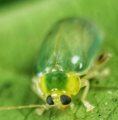 Hemipyxis semiviridis
