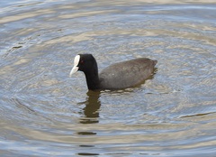 Fulica atra australis