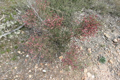 Daviesia brevifolia
