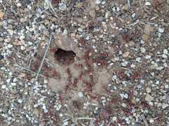 Pogonomyrmex barbatus