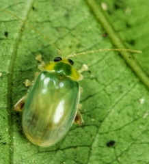Hemipyxis semiviridis
