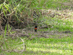 Malurus melanocephalus