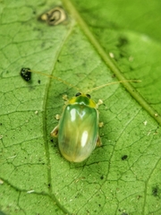 Hemipyxis semiviridis