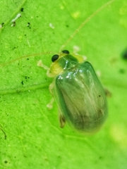 Hemipyxis semiviridis