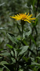 Pentanema helveticum
