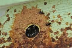 Tetragonula carbonaria