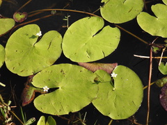 Nymphoides indica