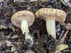 Lactarius repraesentaneus