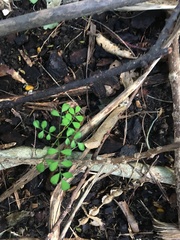Sophora chathamica