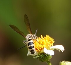 Campsomerinae