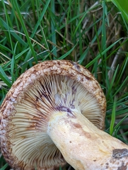 Lactarius repraesentaneus