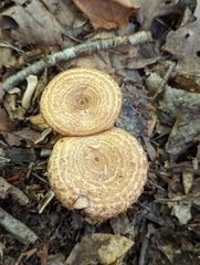 Lactarius repraesentaneus