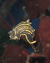 Polycera atra