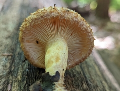 Lactarius repraesentaneus