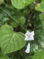 Ipomoea lacunosa