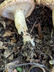 Lactarius repraesentaneus