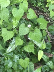 Ipomoea lacunosa