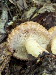 Lactarius repraesentaneus