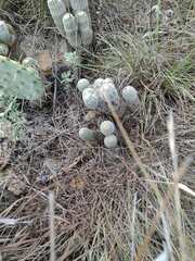 Echinocereus reichenbachii caespitosus