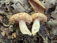 Lactarius repraesentaneus