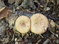 Lactarius repraesentaneus