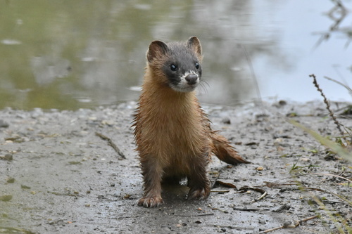 Siberian Weasel (Mustela sibirica)