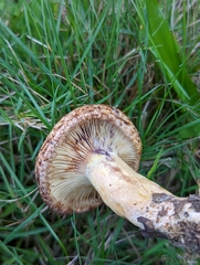 Lactarius repraesentaneus