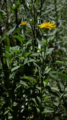 Pentanema helveticum