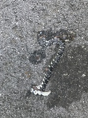 Lampropeltis nigra