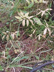 Polygonatum multiflorum