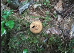 Apioperdon