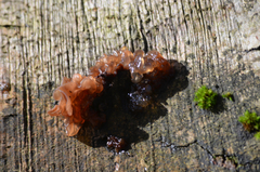Phaeotremella