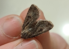 Agrotis munda