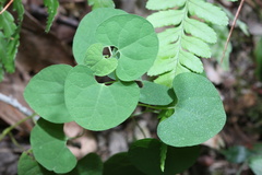 Aristolochia
