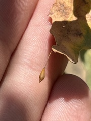 Andricus pedicellatus